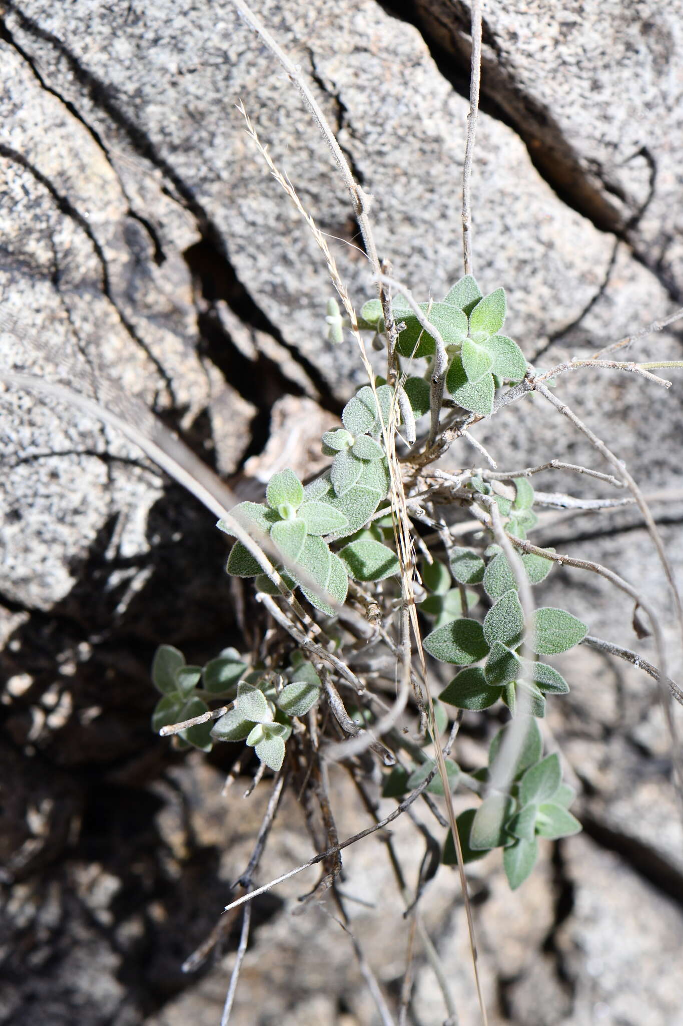 Image of softhair false pennyroyal