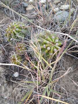 Echinopsis bridgesii subsp. bridgesii resmi