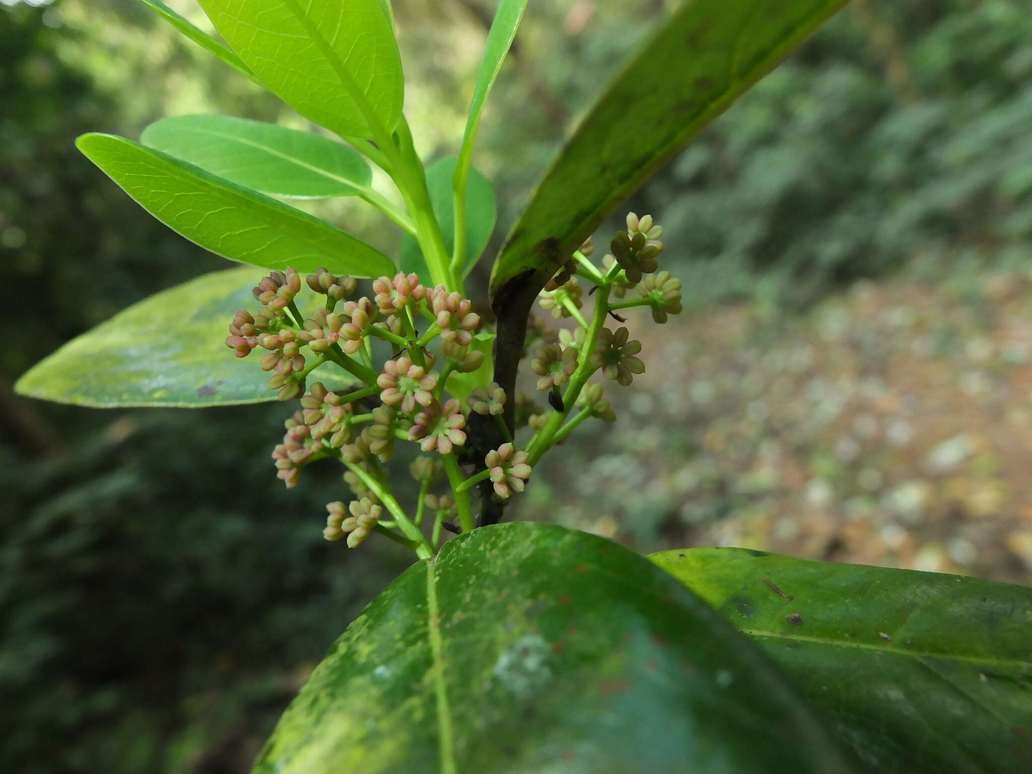 Daphniphyllum glaucescens Bl. resmi