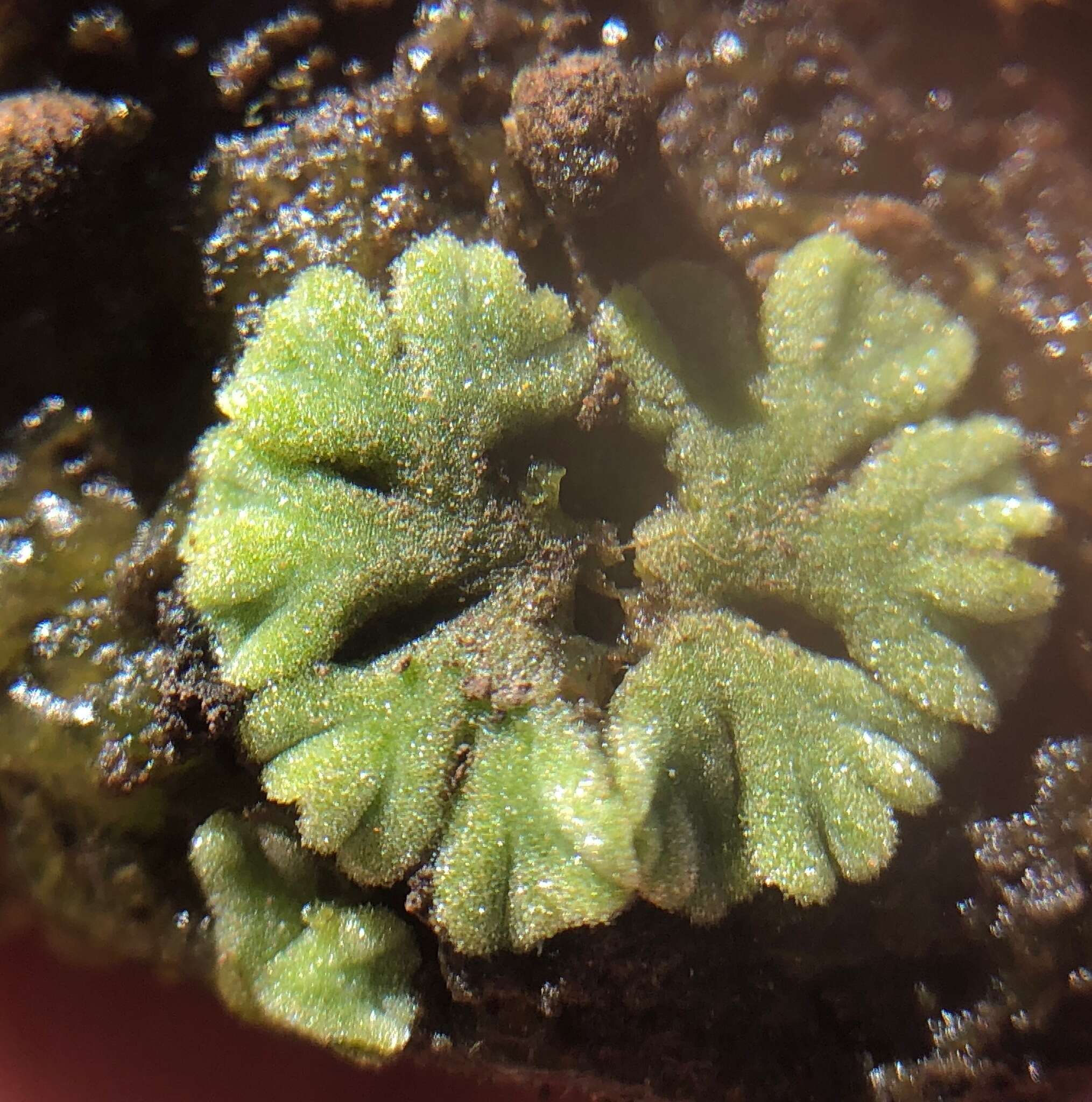 Image of Riccia glauca L.