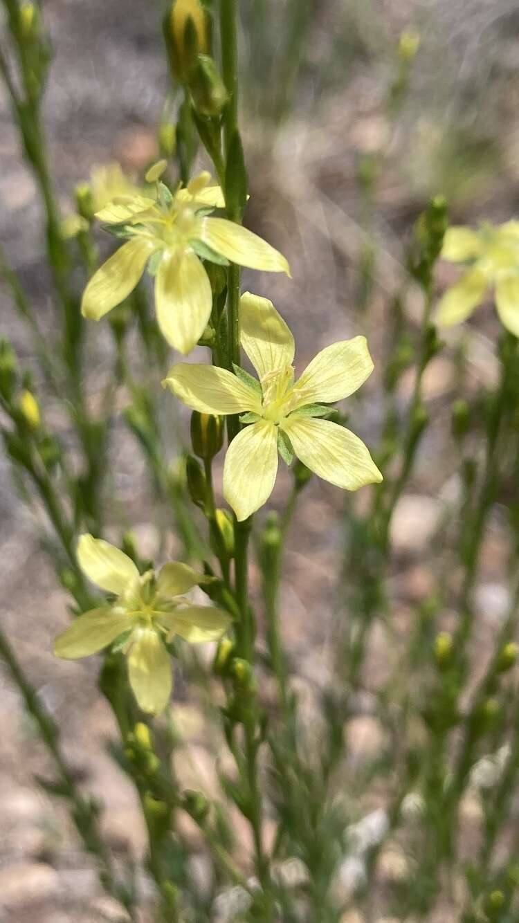 Image of New Mexico yellow flax