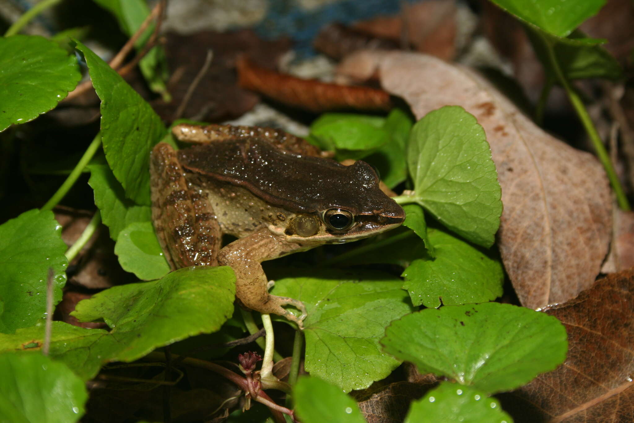 Image of Siam Frog; Black-eared Frog