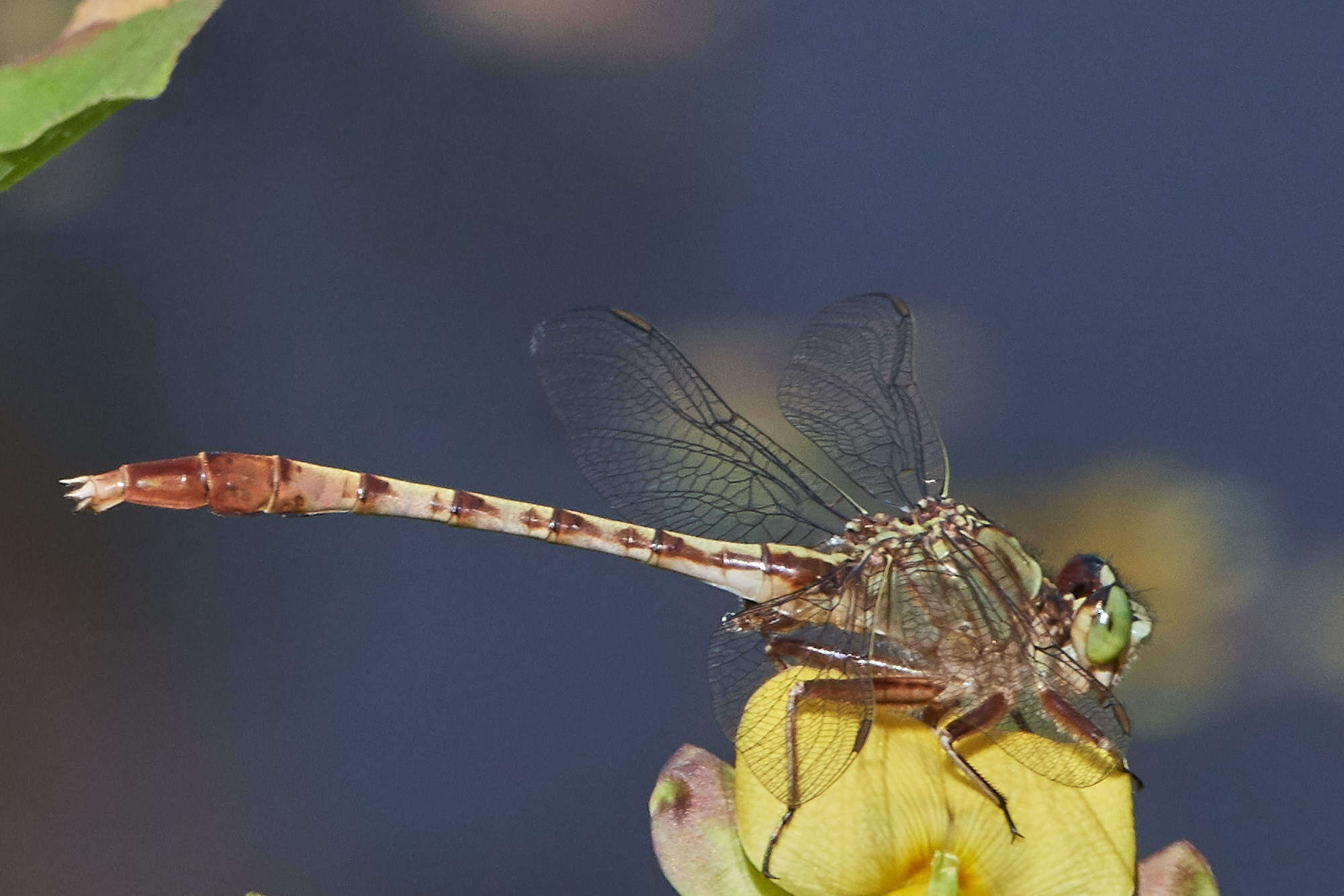 Imagem de Arigomphus pallidus (Rambur 1842)