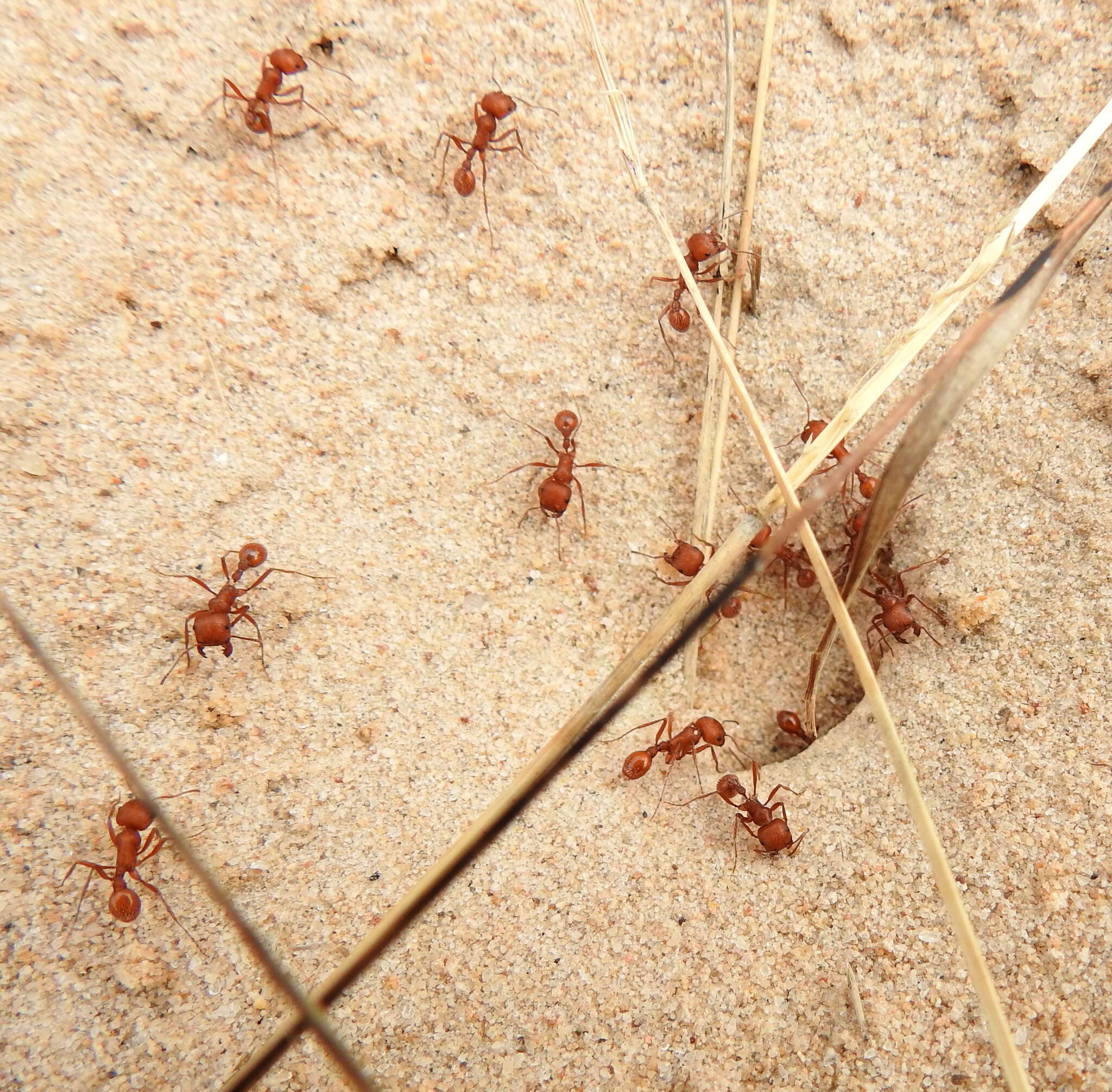 Image of Pogonomyrmex comanche Wheeler 1902