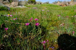 Image of Hesperantha oligantha (Diels) Goldblatt