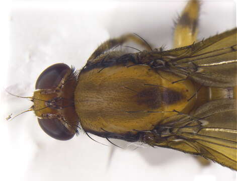 Image of Scordalus