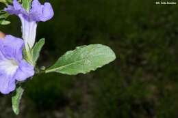 صورة Ruellia spissa Leonard