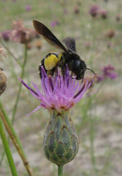 Image of Andrena magna Warncke 1965