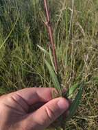 Oenothera coloradensis (Rydb.) W. L. Wagner & Hoch resmi