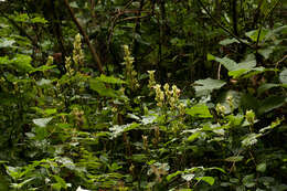 Image of Mimulopsis arborescens C. B. Cl.