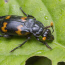 صورة Nicrophorus (Nicrophorus) podagricus (Portevin 1920)