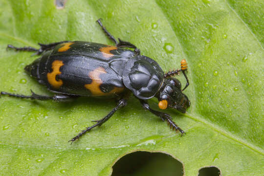 Image of Nicrophorus (Nicrophorus) podagricus (Portevin 1920)