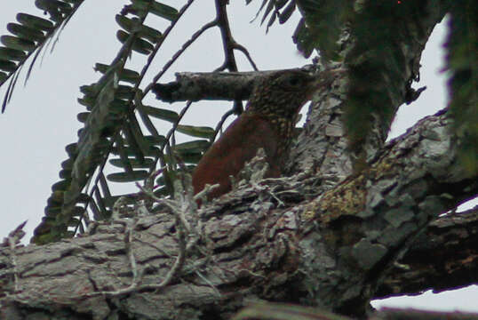 Image of Straight-billed Woodcreeper