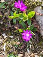 Image of Primula clusiana Tausch