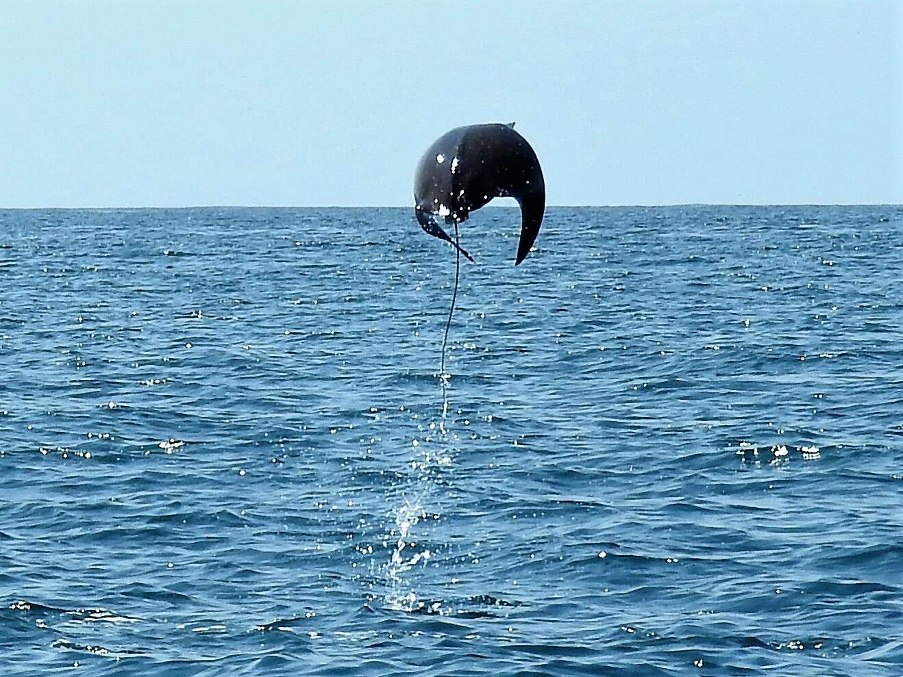 Image of Munk&#39;s devil ray