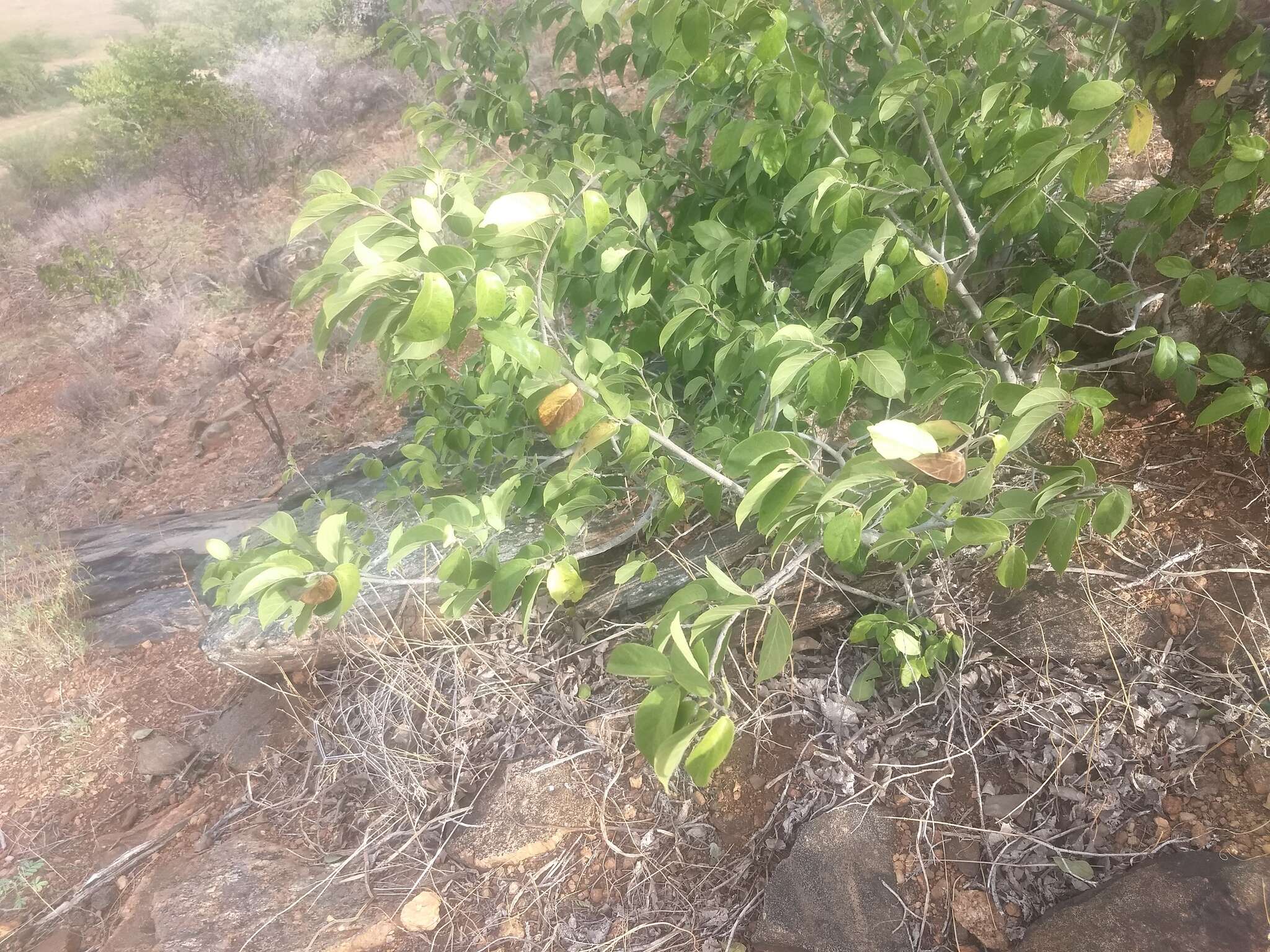 Image de Holoptelea integrifolia (Roxb.) Planch.