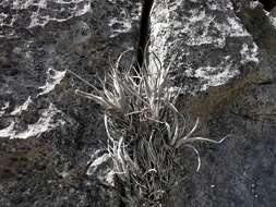 Image of Tillandsia karwinskyana Schult. & Schult. fil.