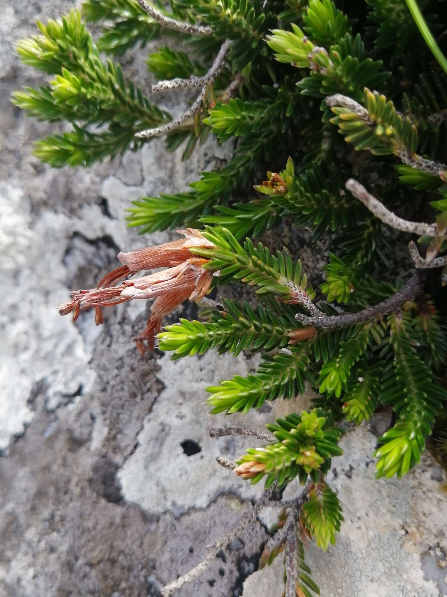 Image of Erica banksia subsp. purpurea (Andrews) E. G. H. Oliv. & I. M. Oliv.