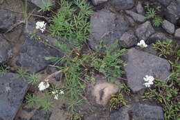 Image de Oxytropis sordida