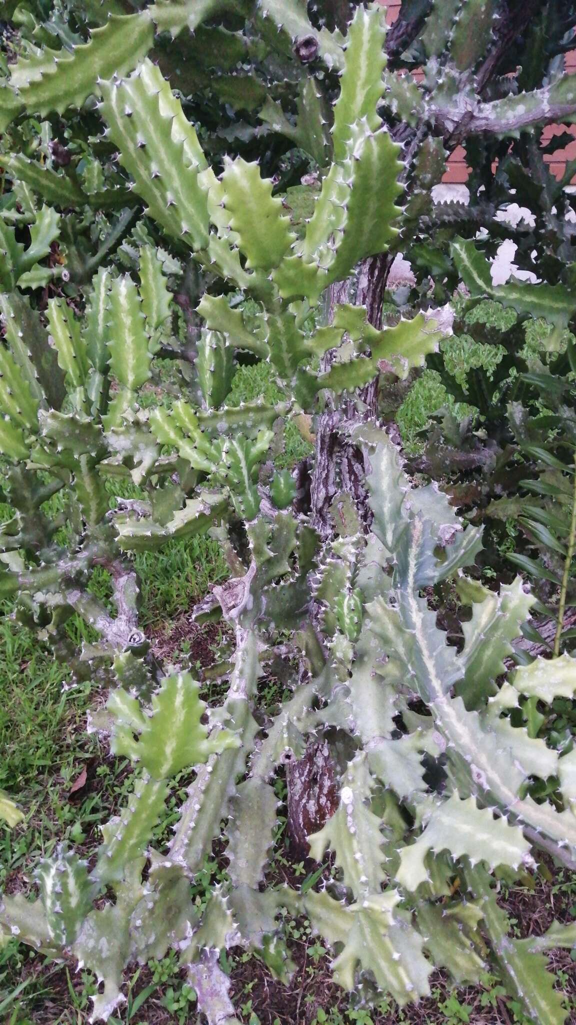 Euphorbia lactea Haw. resmi