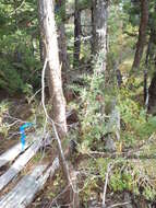 Image of western juniper
