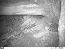 Image of American Flying Squirrels