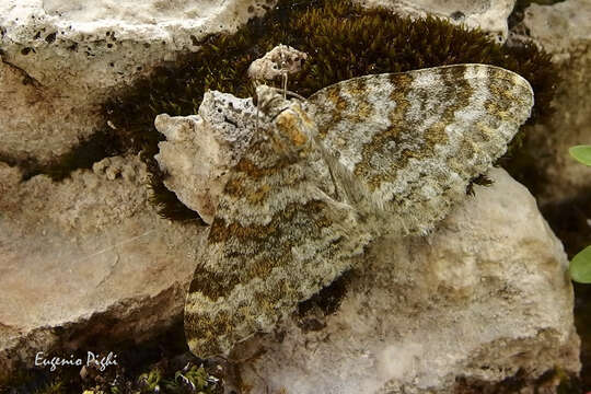 Image of Entephria flavicinctata Hübner 1808