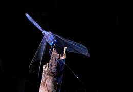 Image of Long Skimmer