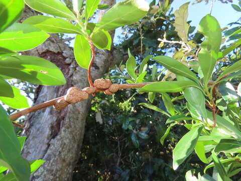 Image of Climbing butterspoon