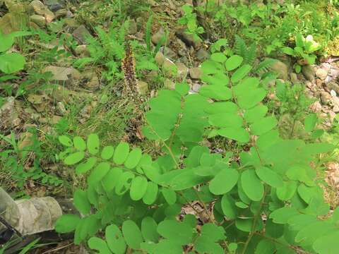 Image of Ouachita False Indigo