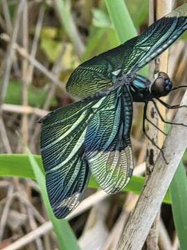 Image of Butterfly Dragonfly