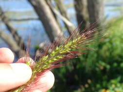 Echinochloa walteri (Pursh) A. Heller resmi