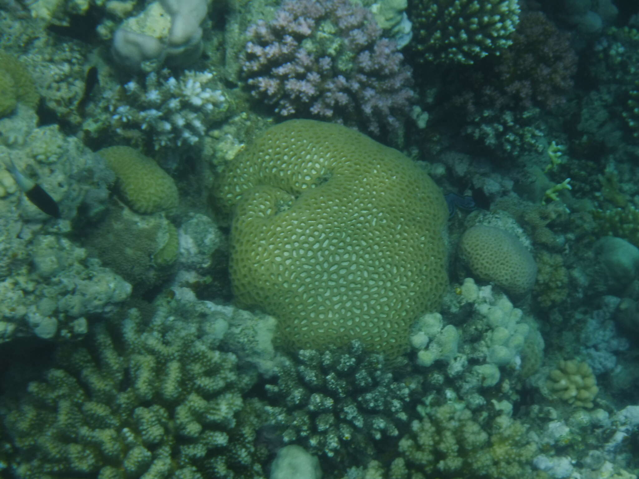 Image of lesser star coral