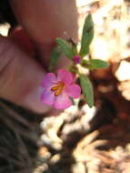 Image of Torrey's monkeyflower