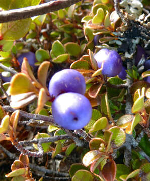 Image of Myrsine nummularia (Hook. fil.) Hook. fil.