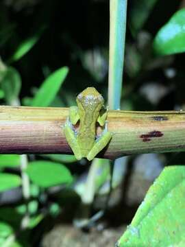 Image of Dendropsophus parviceps (Boulenger 1882)