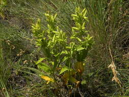 Image of Spalding's Catchfly