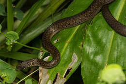 Image of Kosempo Keelback