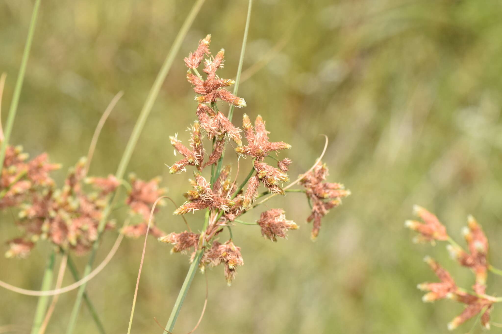 Imagem de Rhodoscirpus asper (J. Presl & C. Presl) Lév.-Bourret, Donadío & J. R. Starr