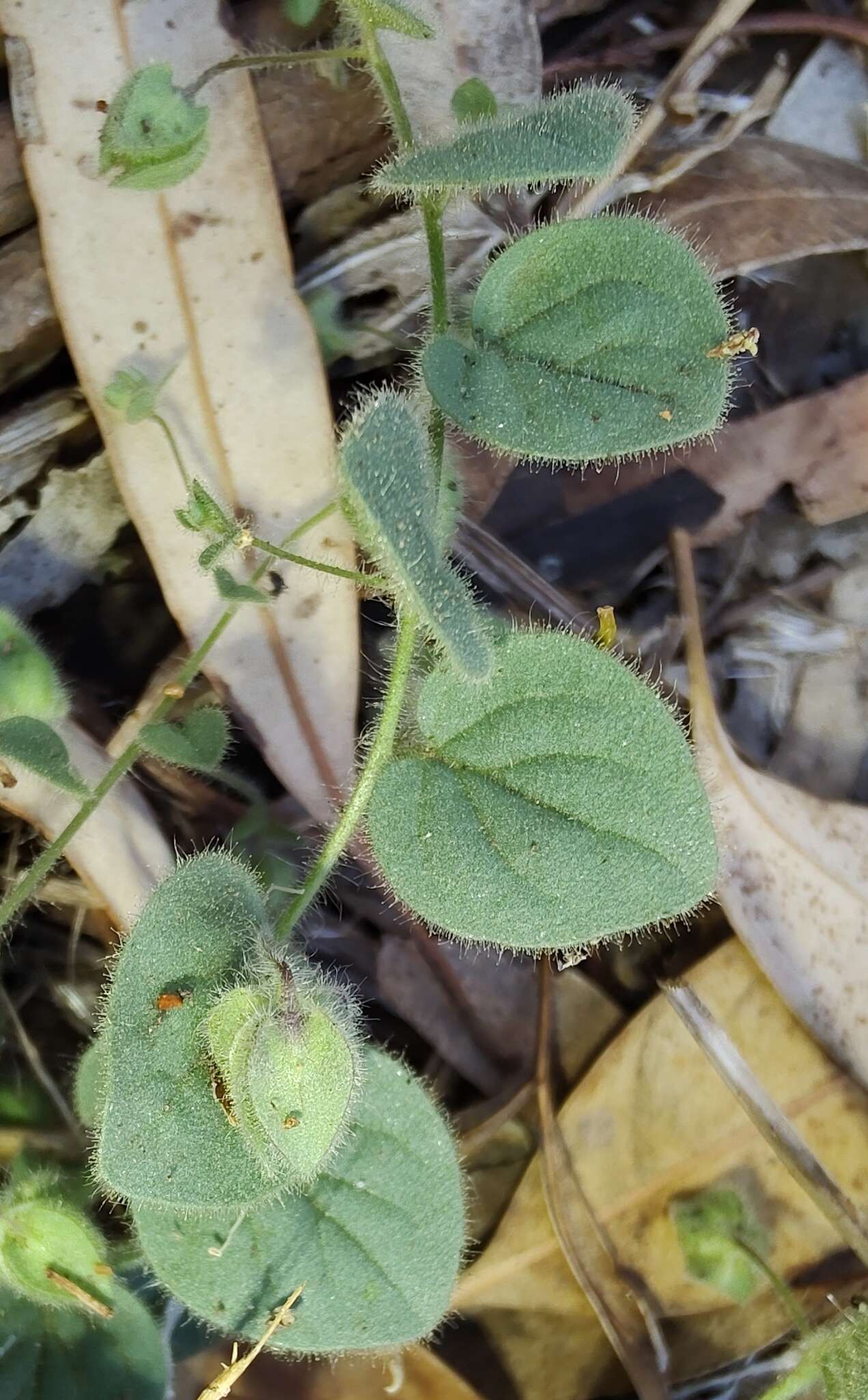 Image of Kickxia spuria subsp. integrifolia (Brot.) R. Fernandes