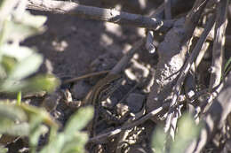 Image of Paulina's Tree Iguana