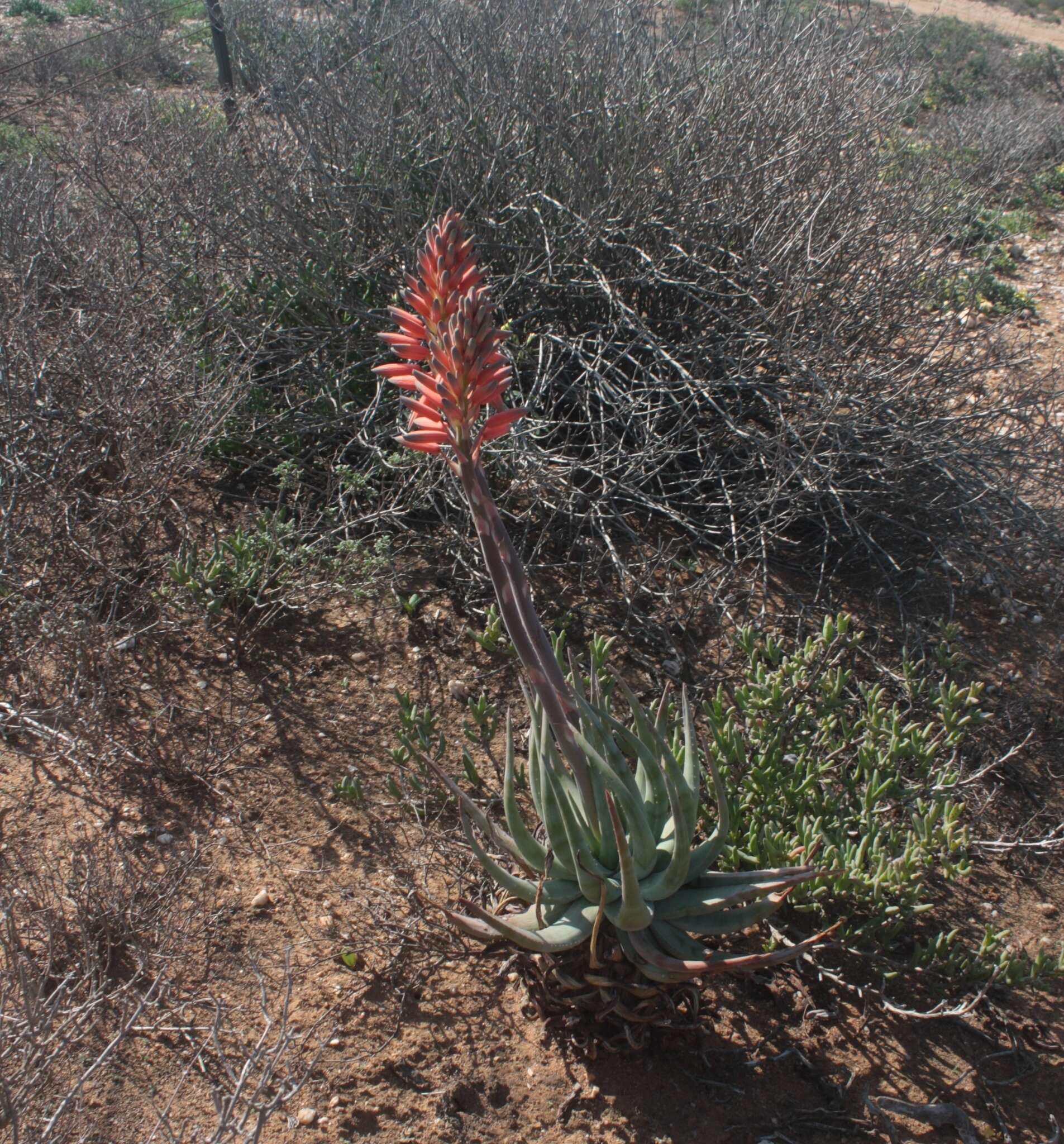 Aloe krapohliana Marloth resmi