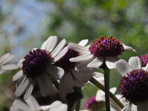 Image of Pericallis webbii (Sch. Bip.) C. Bolle