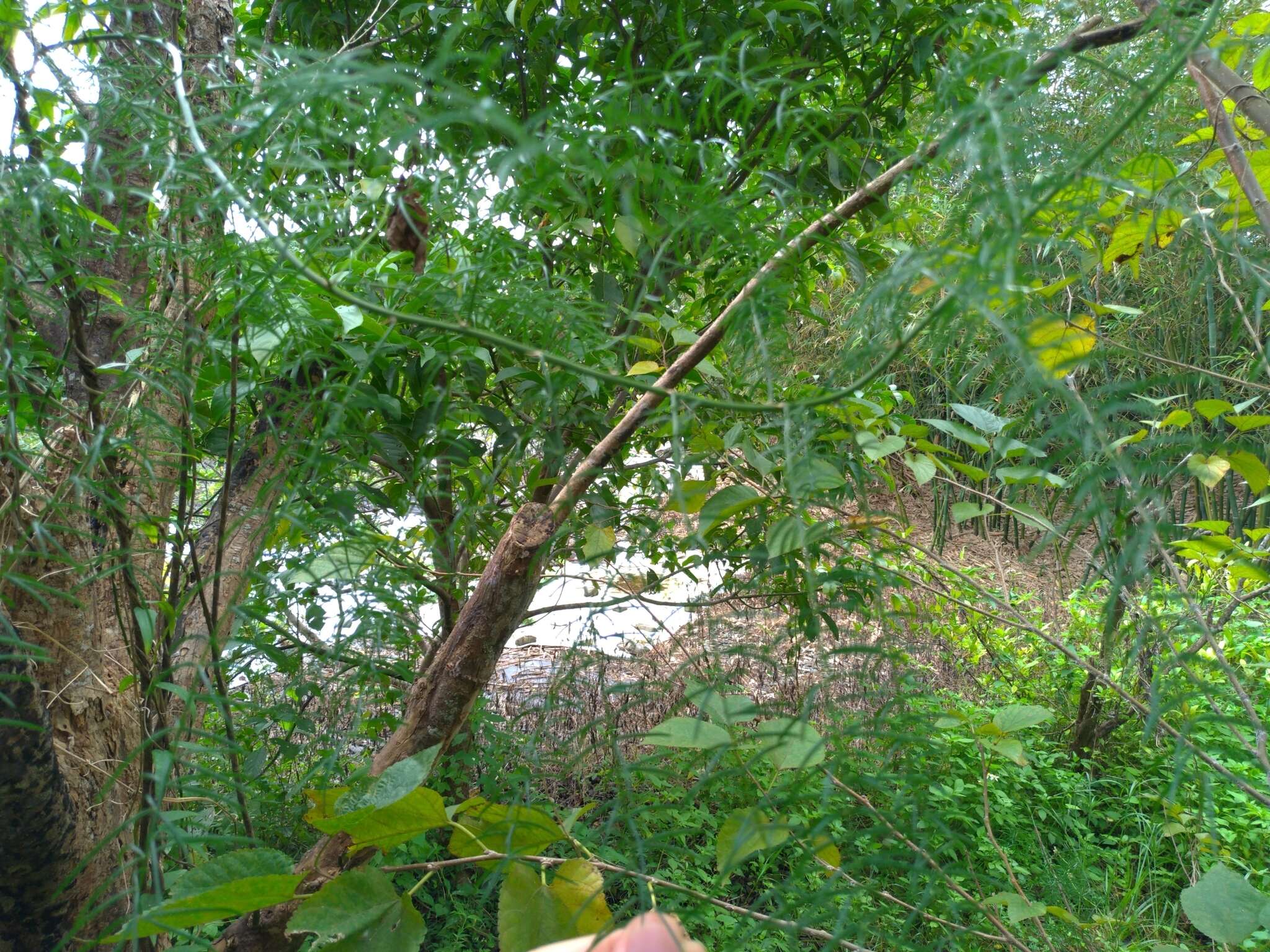 Image of Asparagus cochinchinensis (Lour.) Merr.