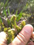 Image of Erica abietina subsp. diabolis E. G. H. Oliv. & I. M. Oliv.