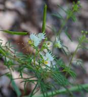 Image of large clammyweed