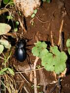 Imagem de Carabus coriaceus hopffgarteni