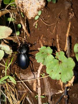 Image of Carabus coriaceus hopffgarteni