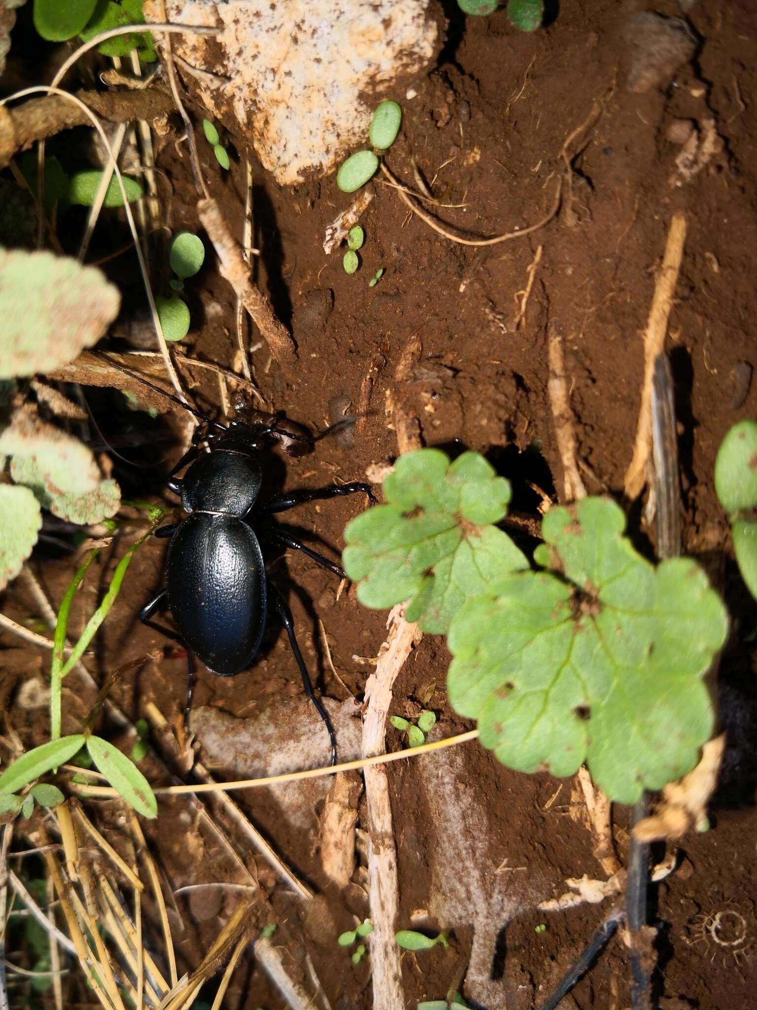 Imagem de Carabus coriaceus hopffgarteni