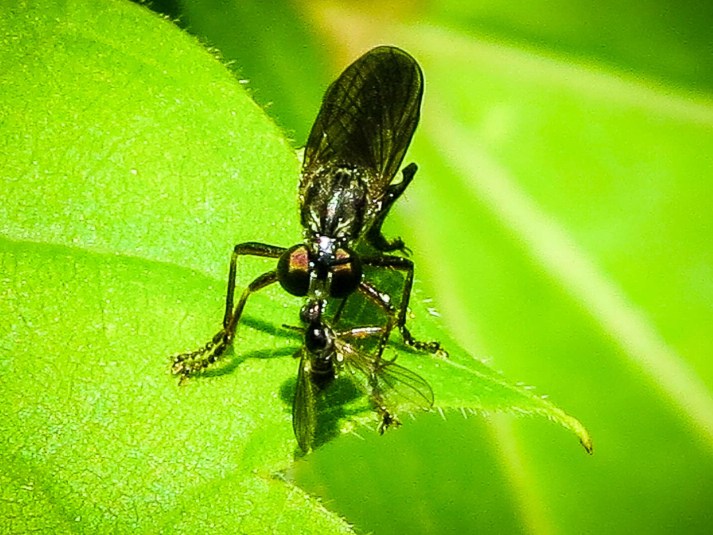 Image of Dioctria hyalipennis (Fabricius 1794)